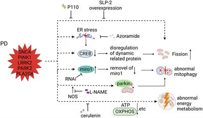 Mitochondrial dysfunction of induced pluripotent stem cells-based neurodegenerative disease modeling and therapeutic strategy